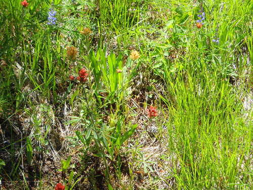 GDMBR: A particularly vivid batch of Paint Brush (both Red and Yellow [rare]) and Penstemon (Blue).